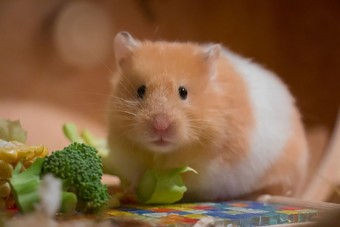 Chuột Hamster Béo Ú Nhờ Ăn Gì ?