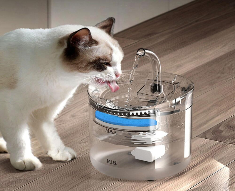 Cung cấp nguồn nước sạch nhằm đảm bảo sức khỏe cho mèo