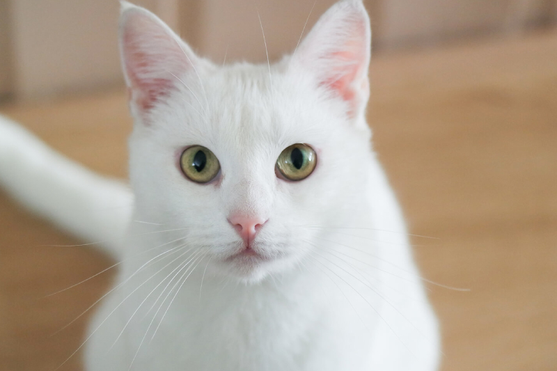Mèo lông trắng chỉ mang điềm gở cho người nuôi