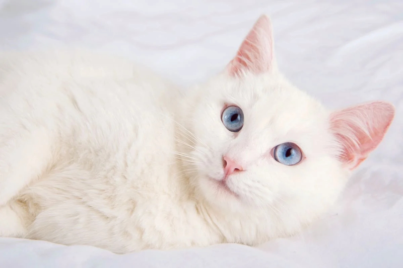 Tùy thuộc vào quan điểm sẽ cho rằng mèo lông trắng xui xẻo hay may mắn