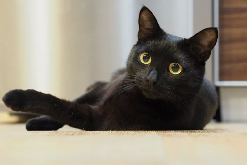 Mèo đen giúp ngăn ngừa nguy cơ mắc bệnh tim mạch