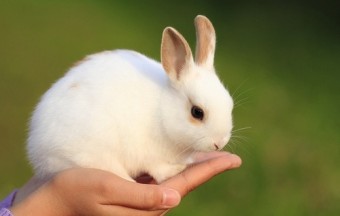 thỏ bị sổ mũi