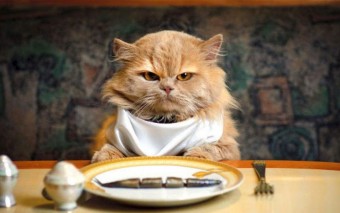 Làm Sao Để Mèo Biếng Ăn Trở Nên Béo Ú?