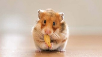 Cách chăm sóc chuột Hamster biếng ăn