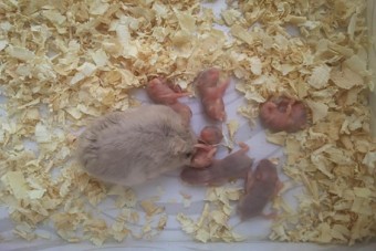 Mách Bạn Cách Nuôi Chuột Hamster Mới Sinh