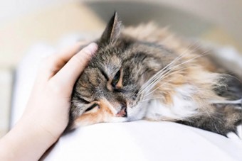 Cách Chăm Sóc Mèo Bị Tiêu Chảy Mau Khỏi