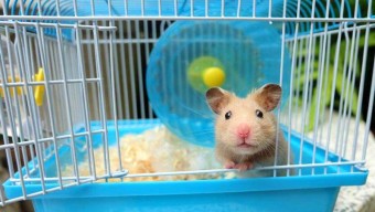 Những điều thú vị khi nuôi chuột Hamster