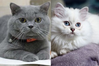 Sự khác biệt giữa mèo Anh lông ngắn và lông dài