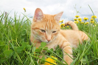 Lý giải thắc mắc mang mèo về nhà nuôi có xui không?