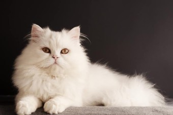 Góc giải đáp: Nuôi mèo trắng có xui không? Sự thật về nuôi mèo trắng