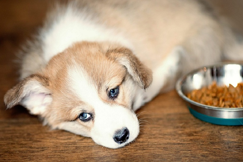 Chó bỏ ăn là bệnh gì? Có nguy hiểm không? (Nguồn: Internet)