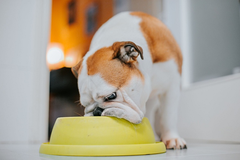 Xác định được những dấu hiệu chó bỏ ăn sẽ giúp bạn xử lý đúng cách