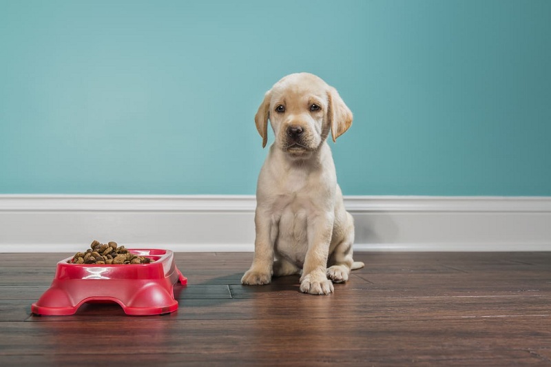 Chó bỏ ăn là bệnh gì? Hướng xử lý khi chó bỏ ăn như thế nào?