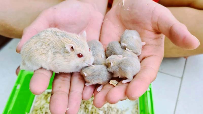 chuot hamster mang thai 2