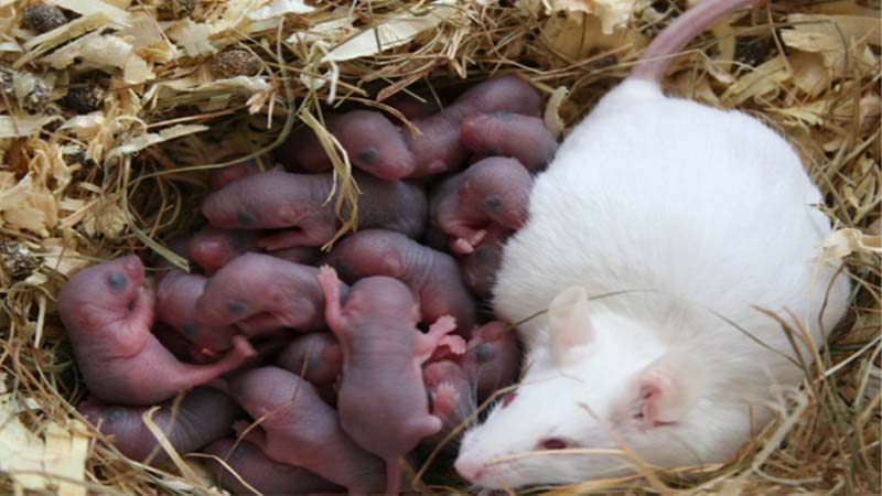 chuot hamster mang thai