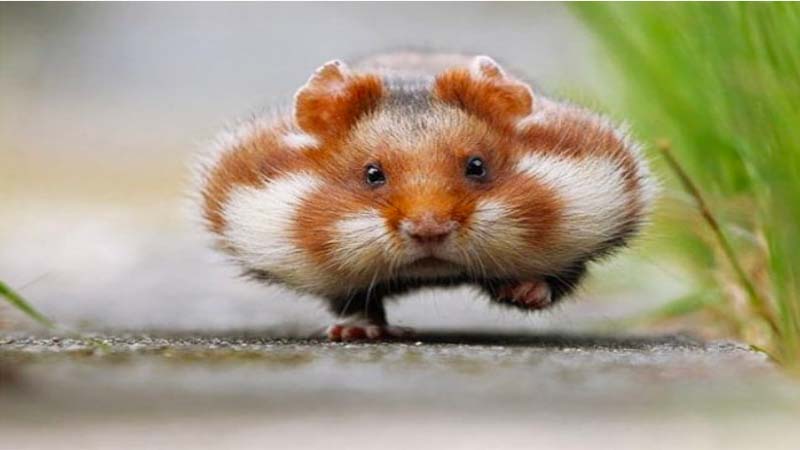 nuoi chuot hamster 3