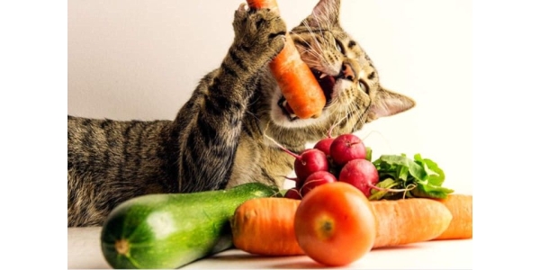 Các loại rau củ quả dành cho mèo