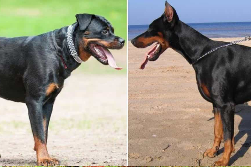 Lựa chọn nên nuôi chó Rottweiler hay Dorberman qua đặc điểm ngoại hình