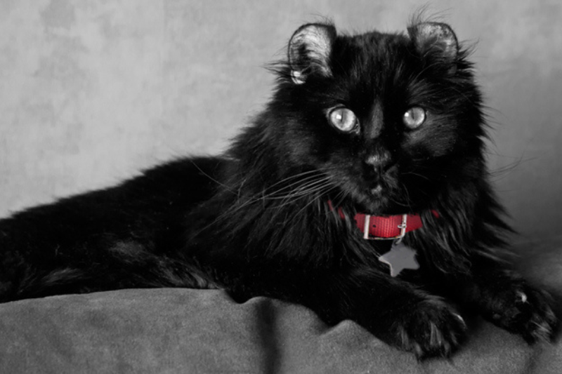 Mèo đen được cho là điềm lành trong văn hóa Nhật Bản